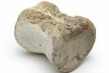 Fossil Hadrosaur (Edmontosaurus) Vertebra - North Dakota #220638-1